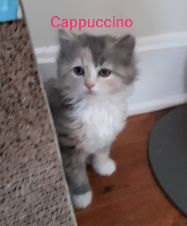 Cappuccino, Digby – adopted through Tantallon