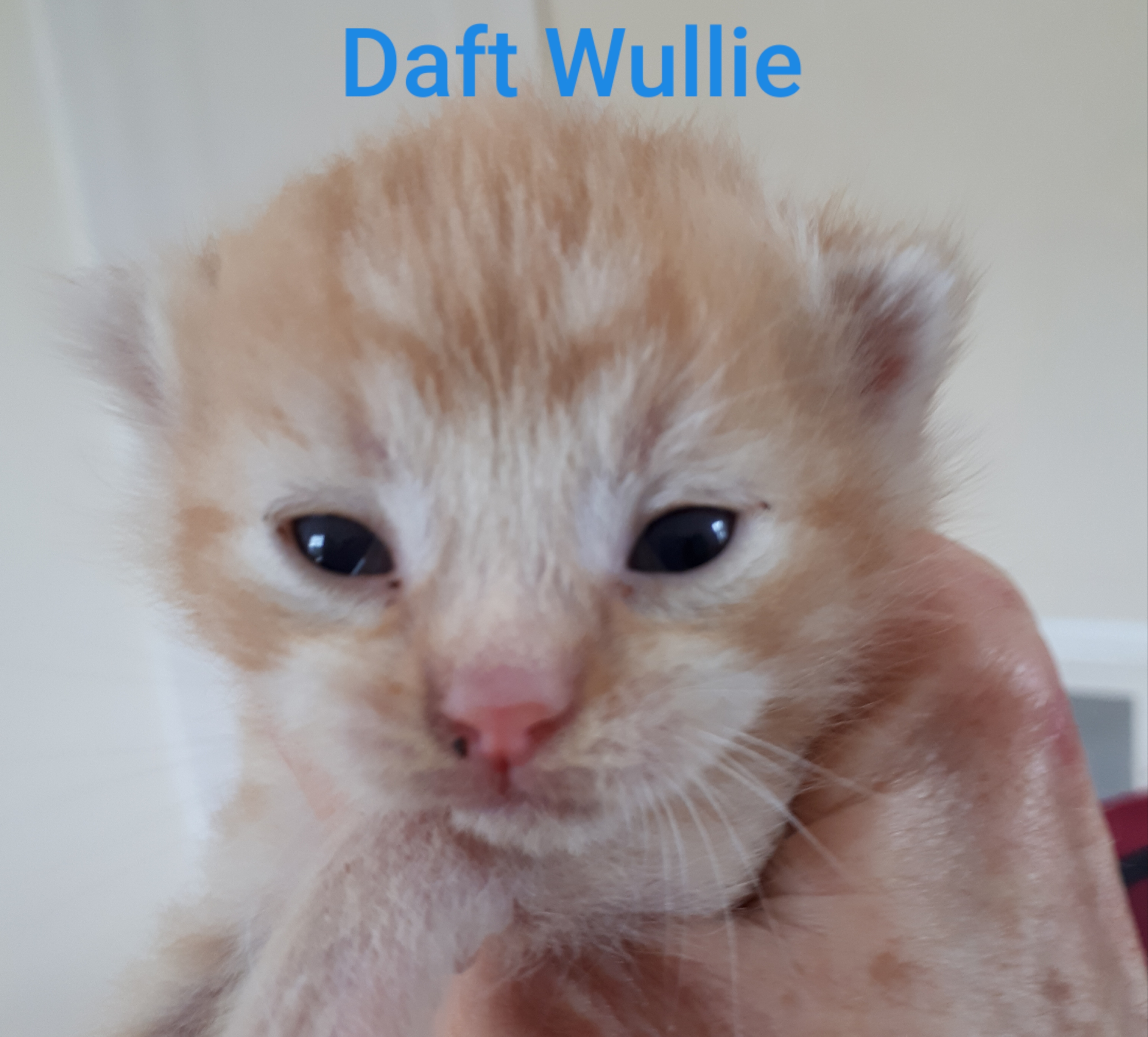 Daft Wullie, Bear River – currently in foster care