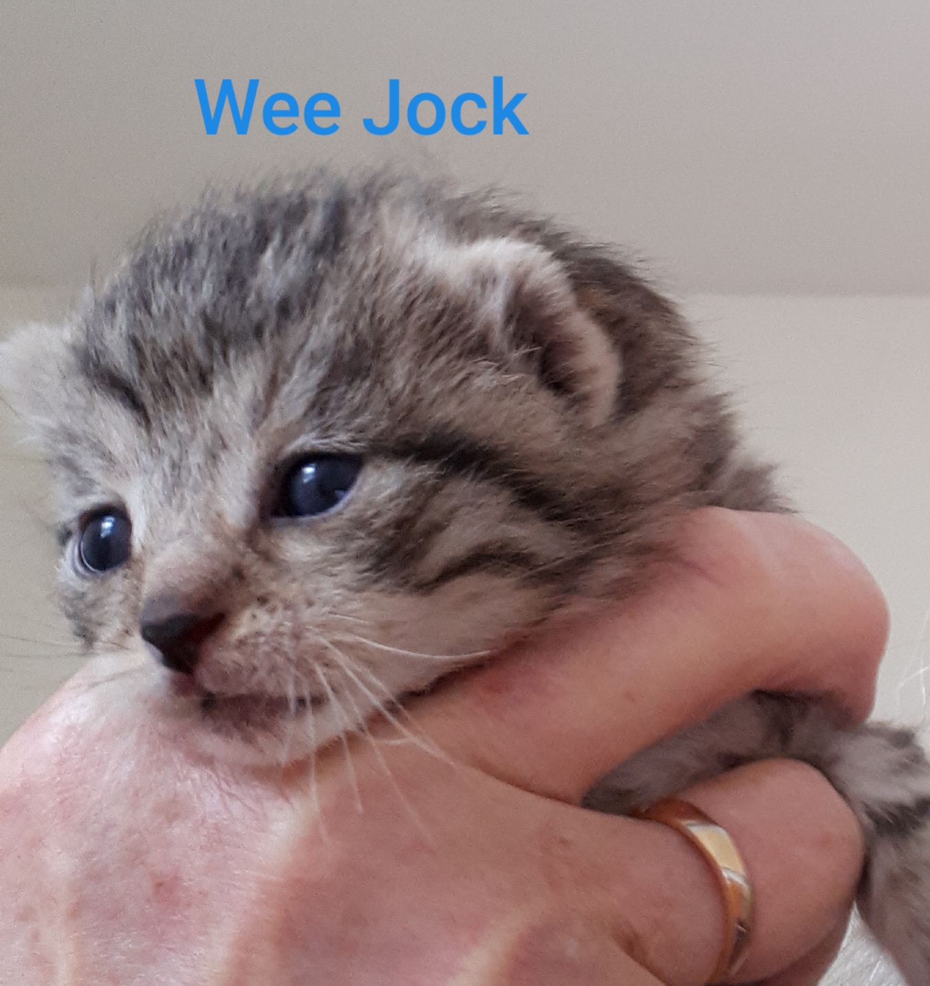 Wee Jock, Bear River – currently in foster care