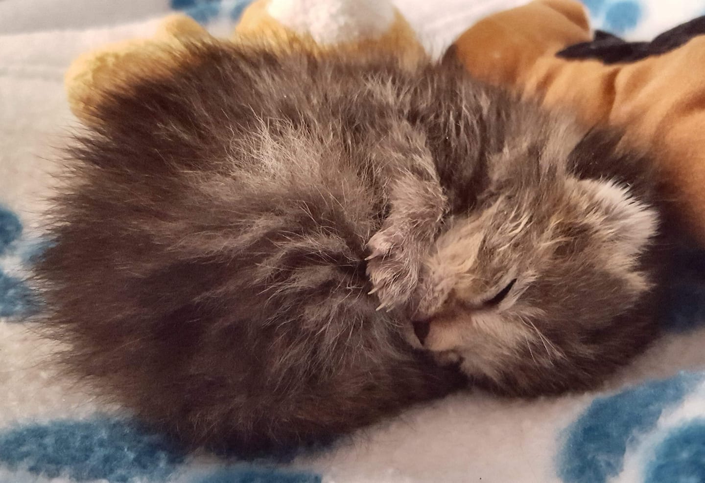 Wee Kitten, Bear River – our hearts ache for this tiny angel, who did not survive