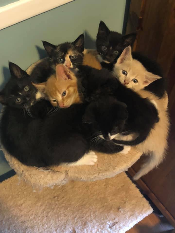 7 of 9 kittens, Mount Pleasant – currently in foster care