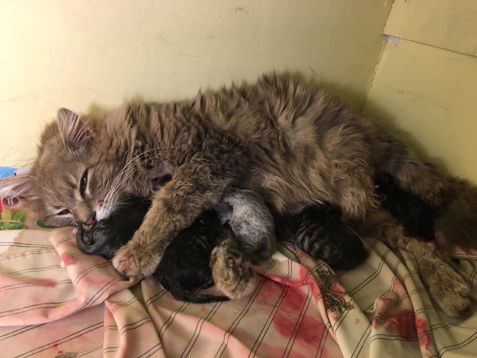 Mama and her kittens, Digby – currently in foster care