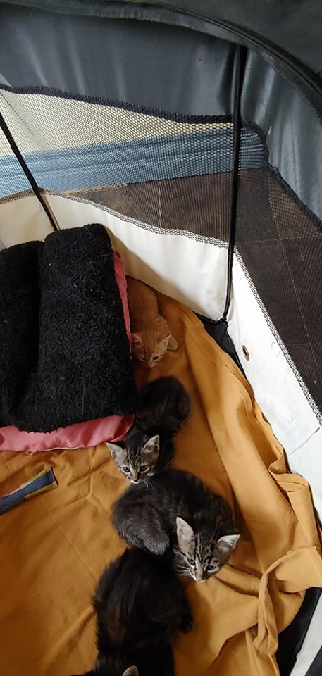 4 kittens, Culloden – currently in foster care