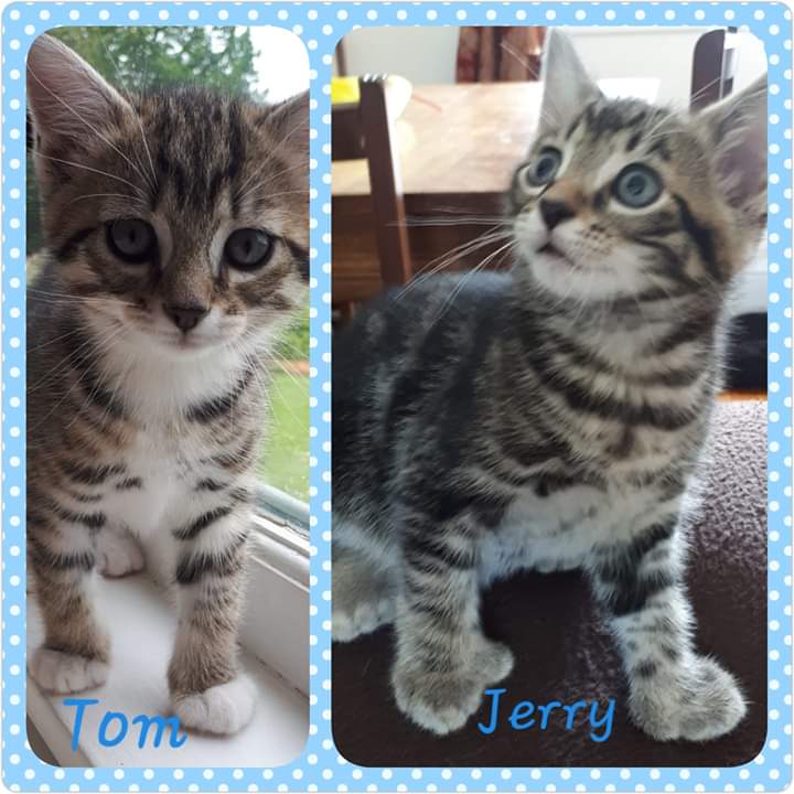 Tom and Jerry, Culloden – adopted through Tantallon Veterinary Hospital