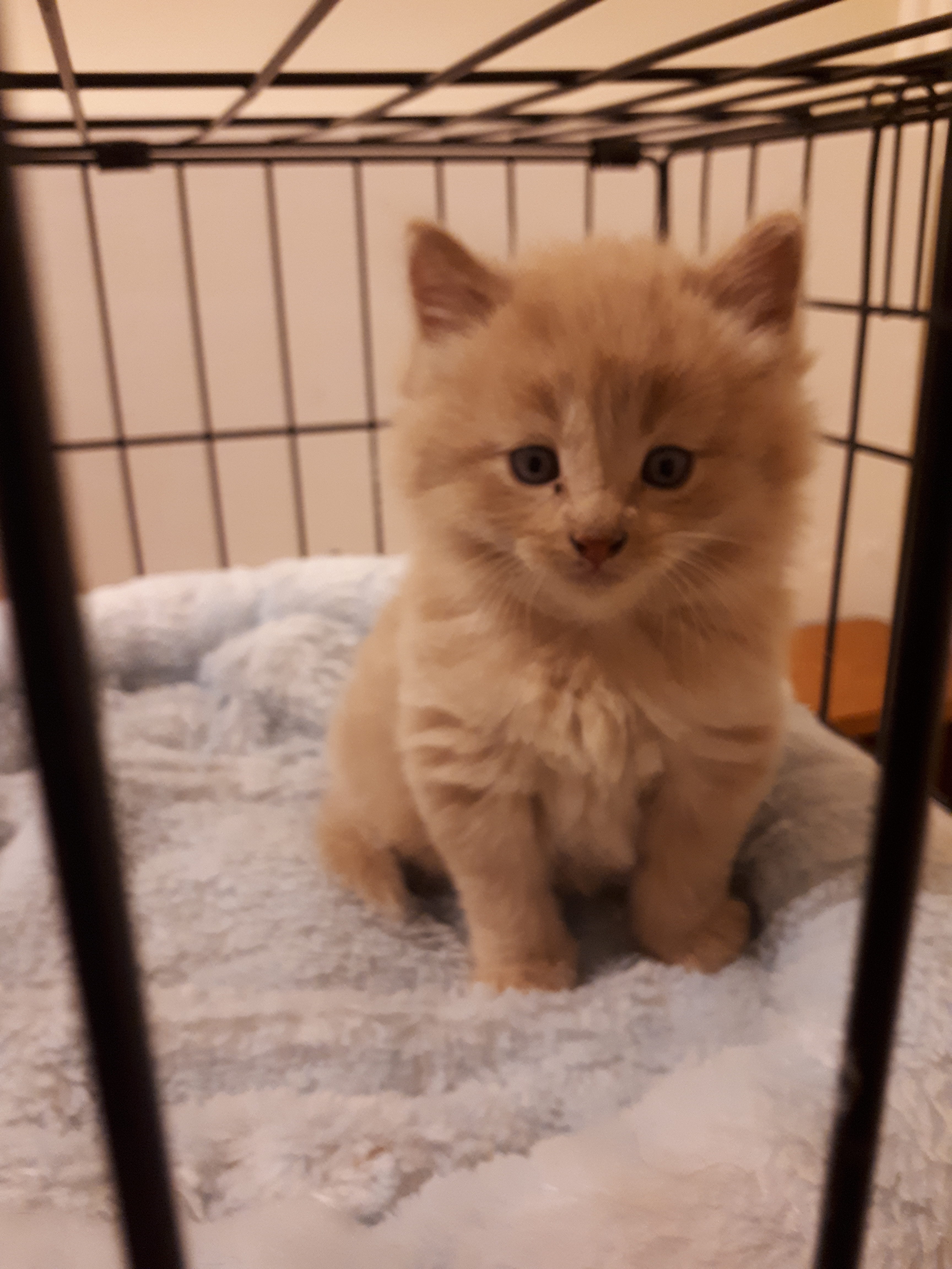 Paddington, Bear River – adoption pending!