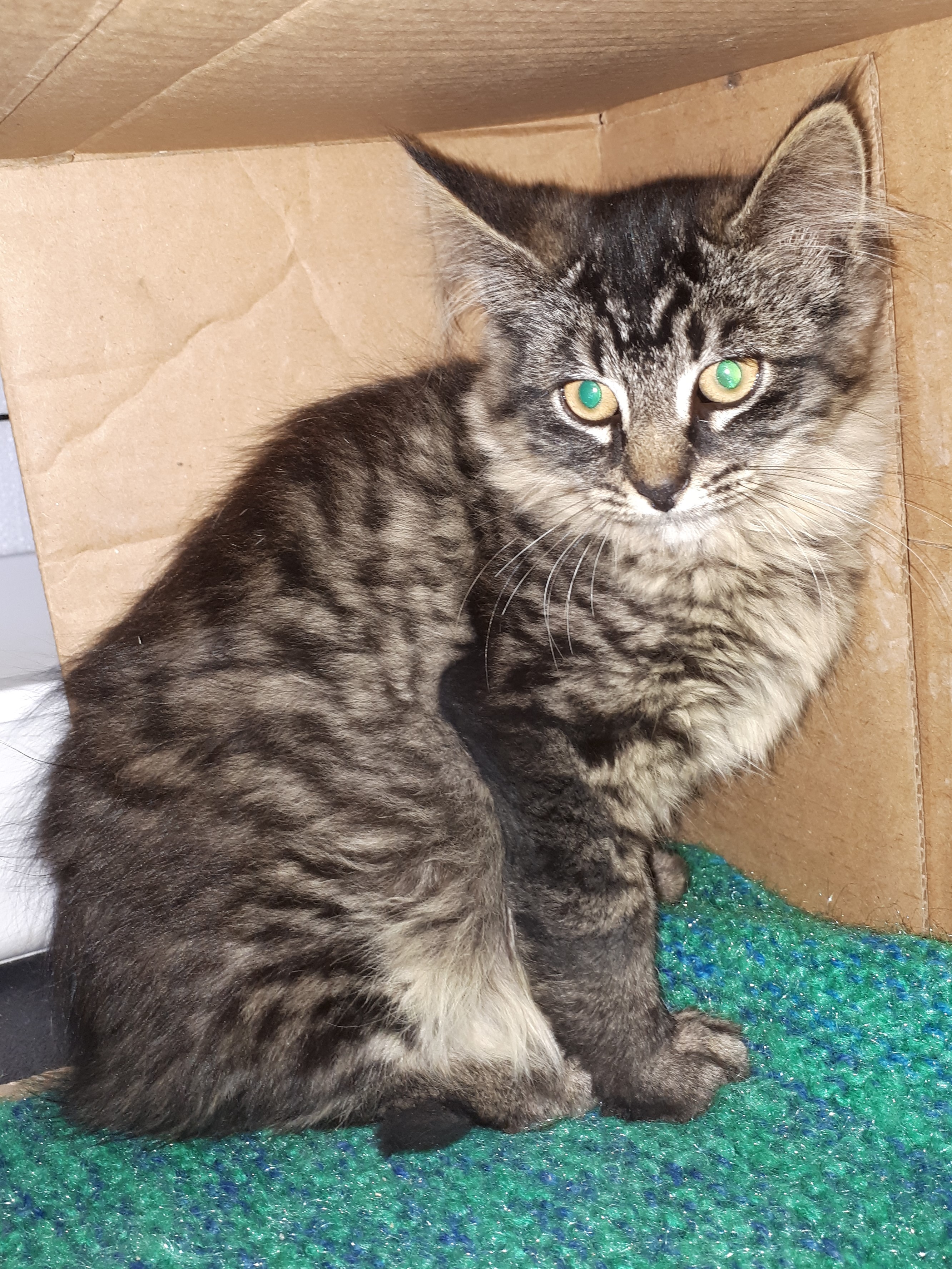 Beyonce, Litter River - transported to SPCA Yarmouth for adoption