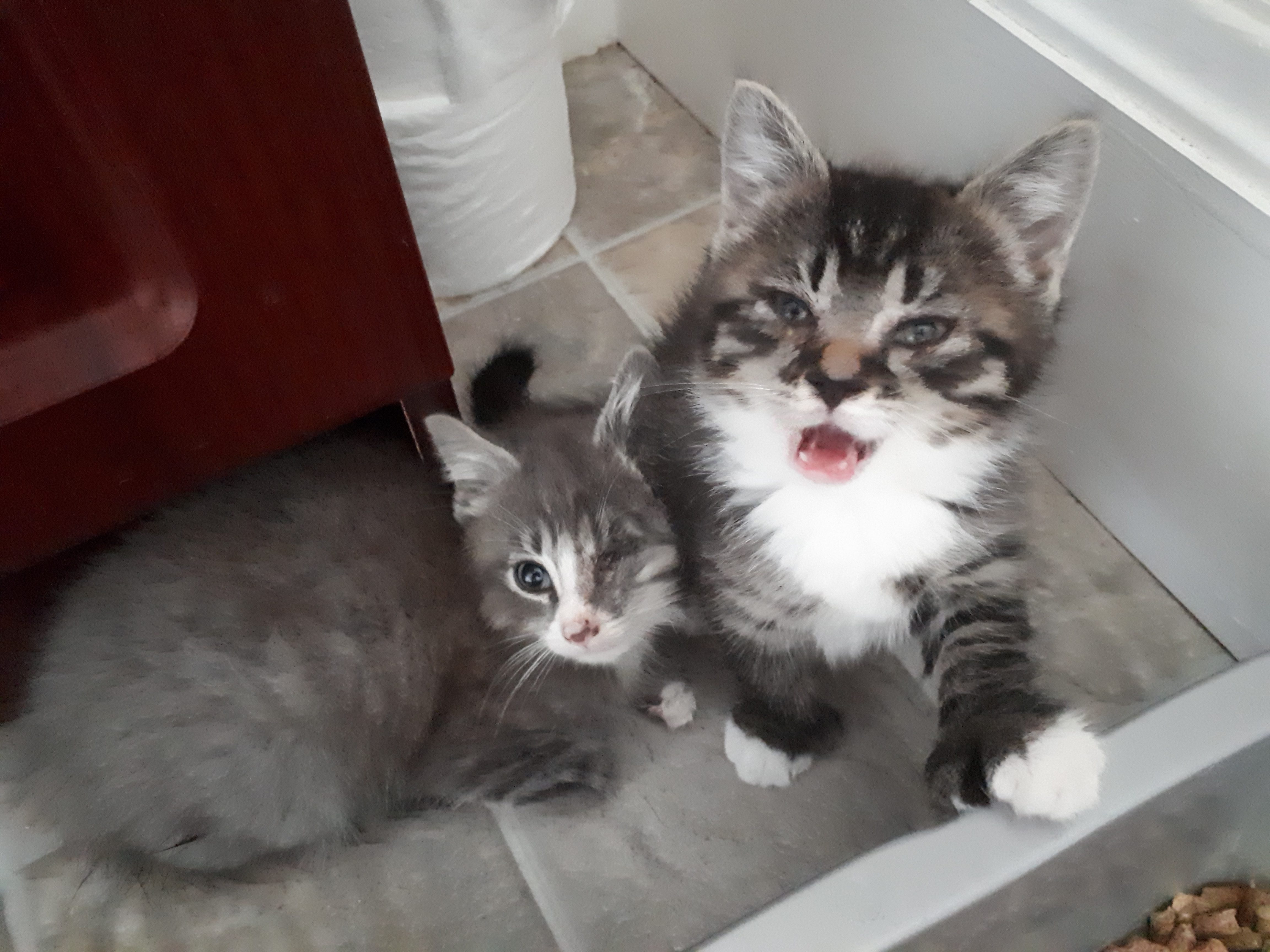 Blinky and Thumbelina, Marshalltown – currently in foster care