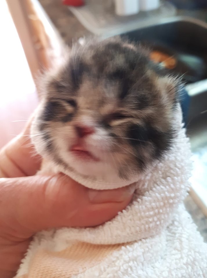 Kitten, Marshalltown – newborn, did not survive after abandonment :(((