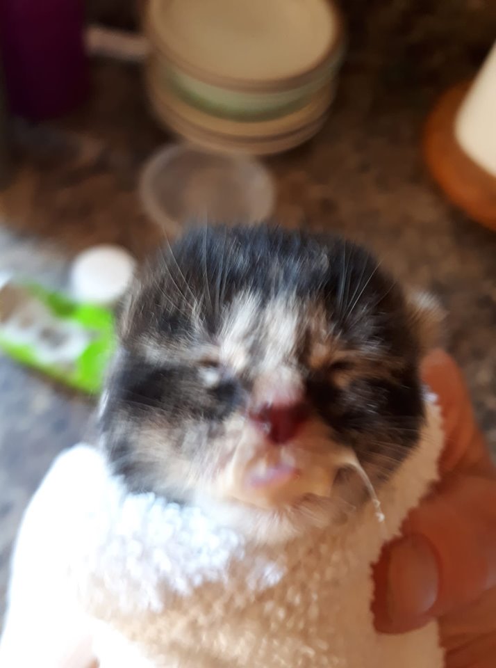 Kitten, Marshalltown – newborn, did not survive after abandonment :(((