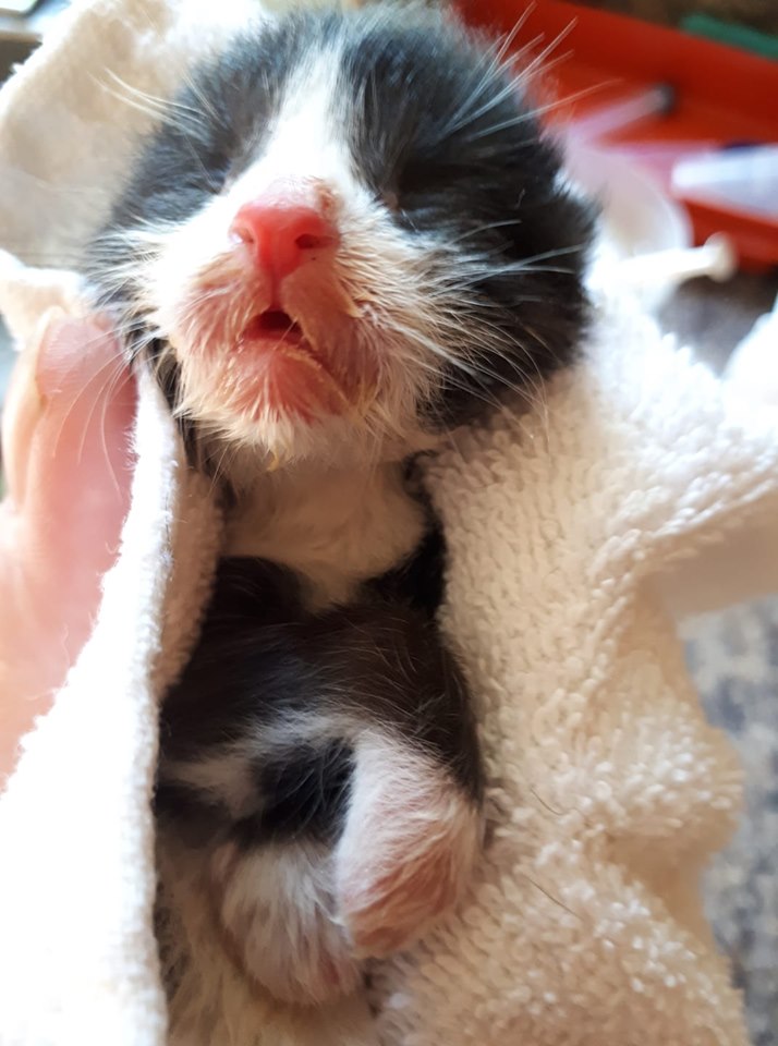 Kitten, Marshalltown – newborn, did not survive after abandonment :(((