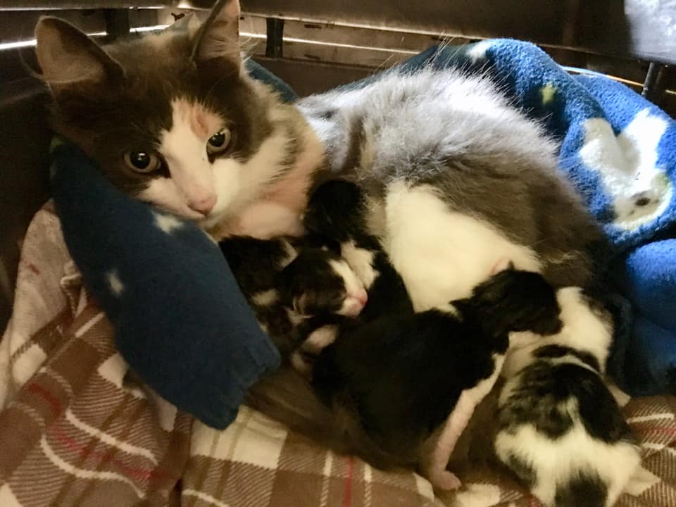 Ripley and her 5 Kittens, Little River – currently in foster care