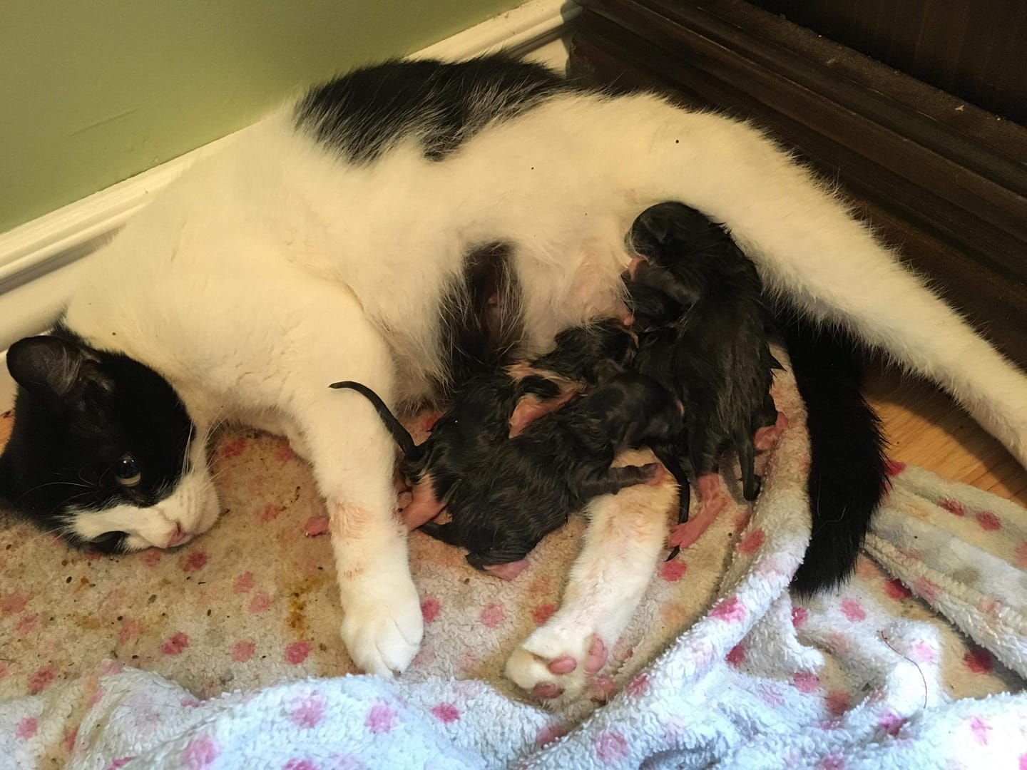 Mama and her 7 Kittens, Bear River – currently in foster care