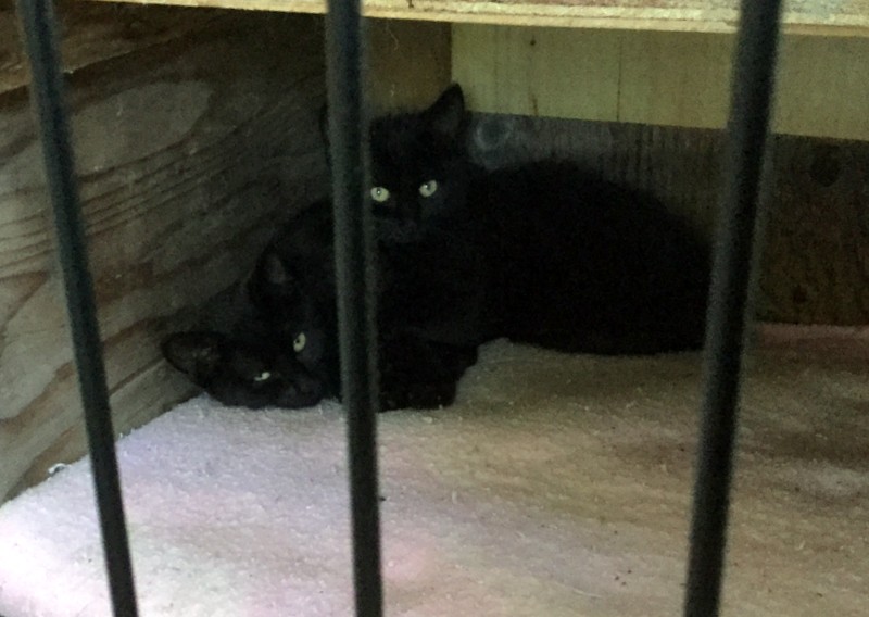 2 Kittens, Marshalltown - currently in foster care