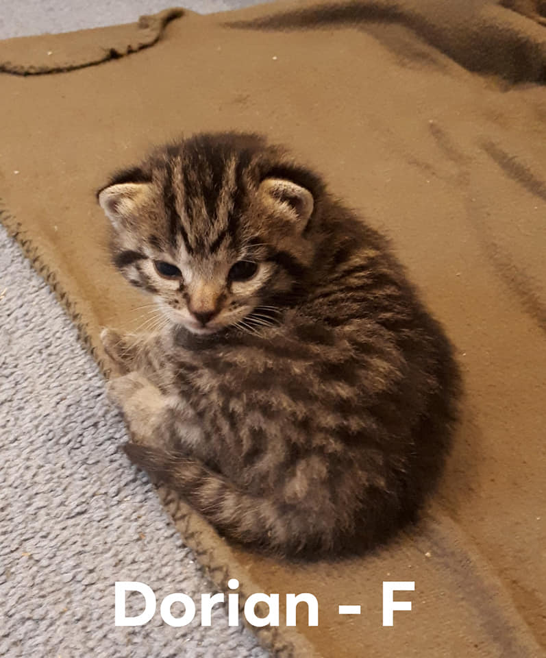 Dorian, Digby Neck – currently in foster care