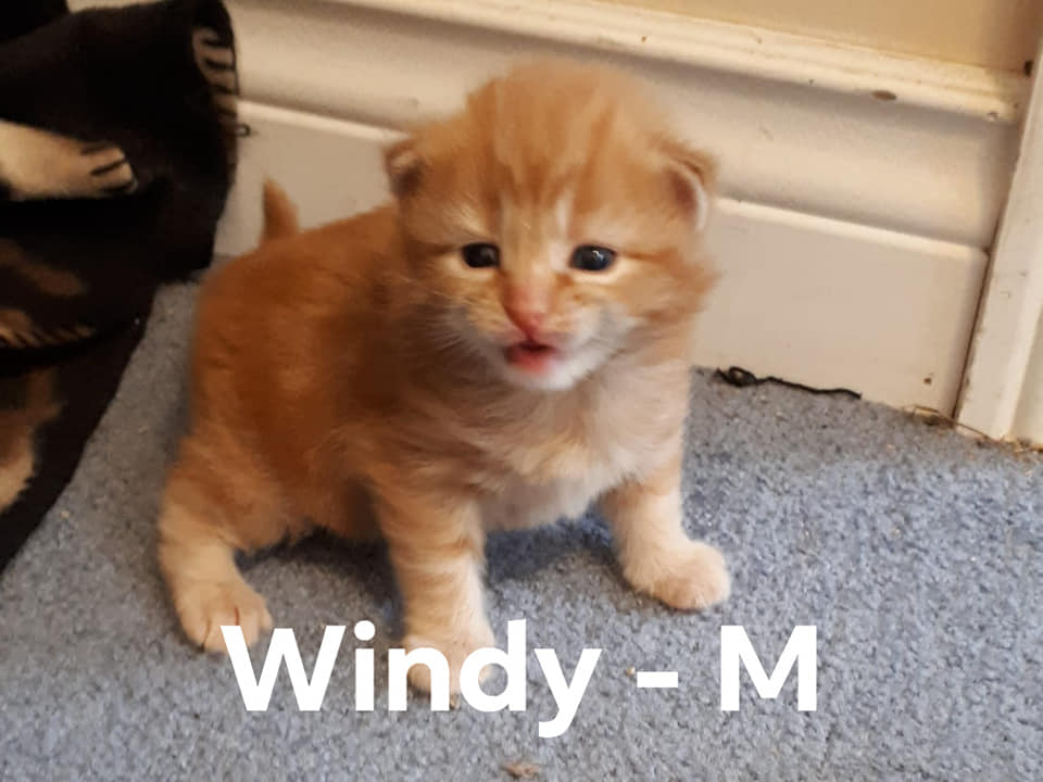 Windy, Digby Neck – currently in foster care