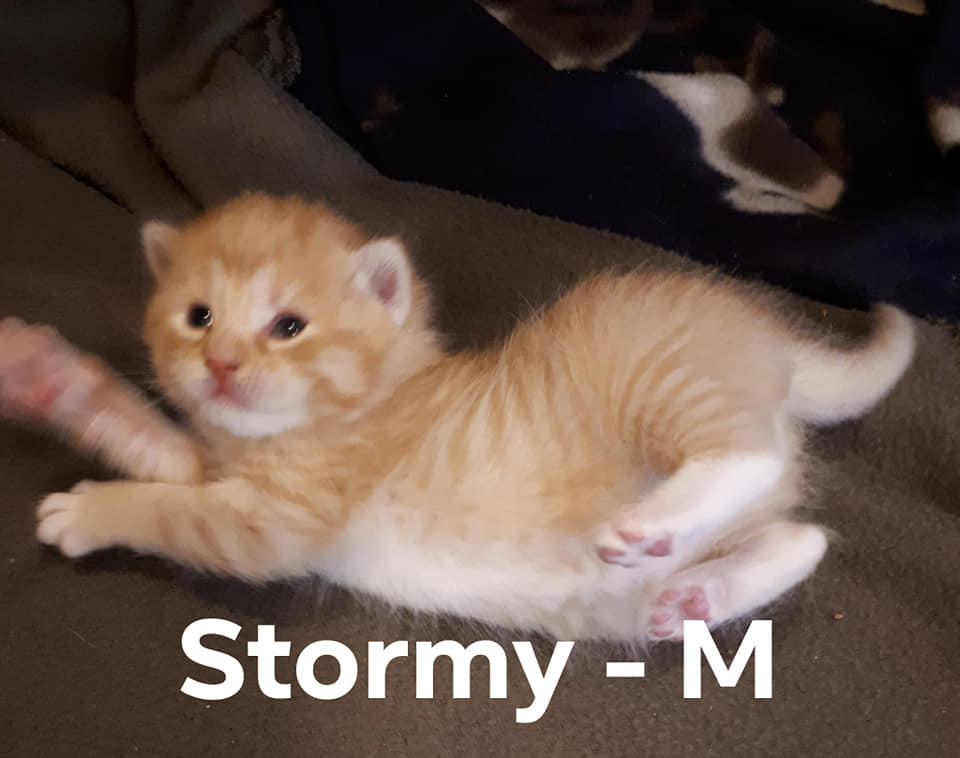 Stormy, Digby Neck – currently in foster care