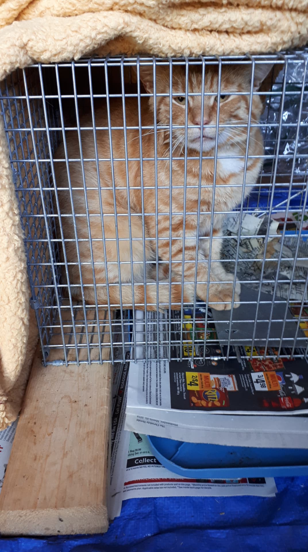 Cinnamon, Culloden – TNR (trap-neuter-return)