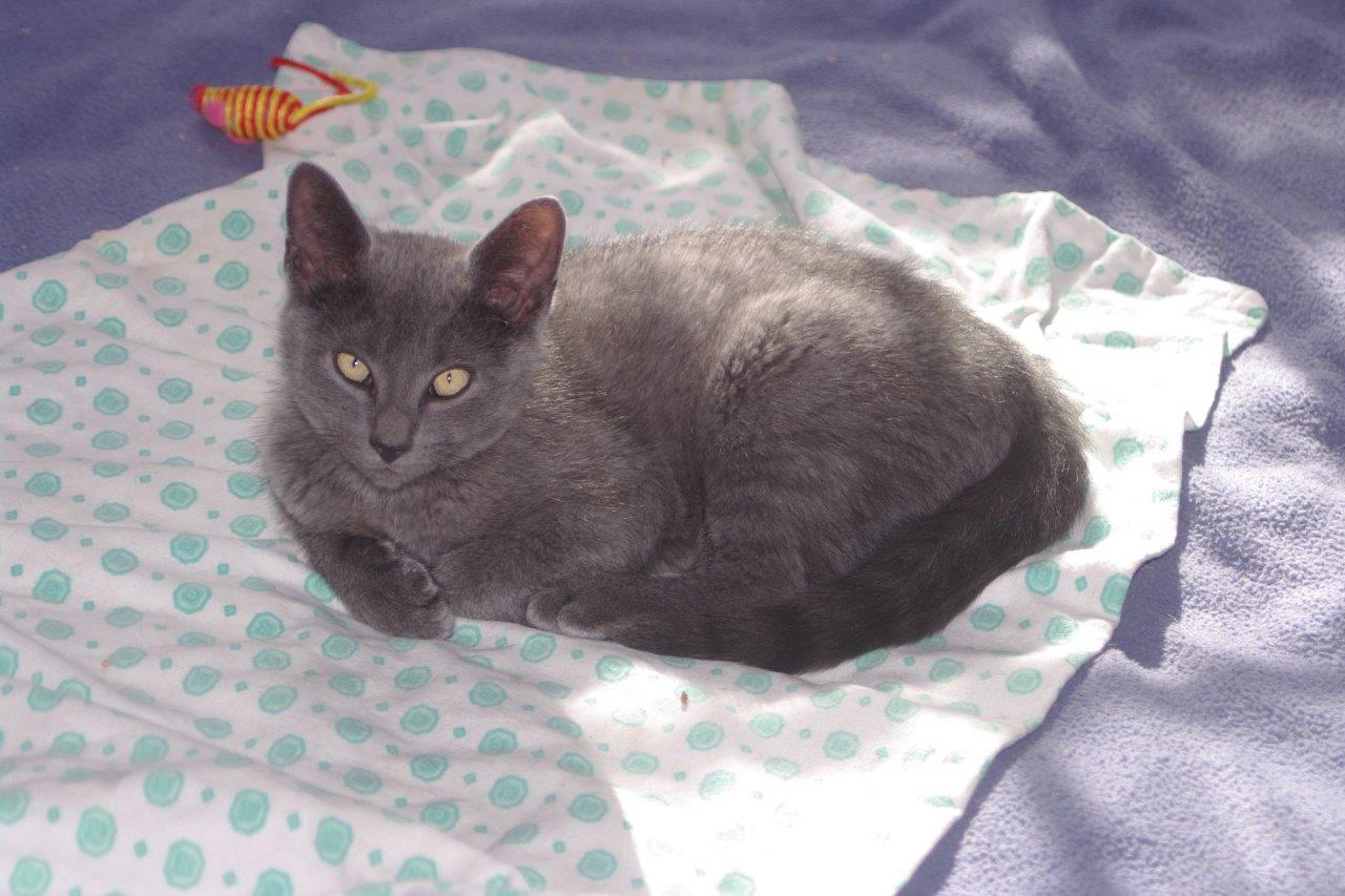 Stormy, Marshalltown – adopted!