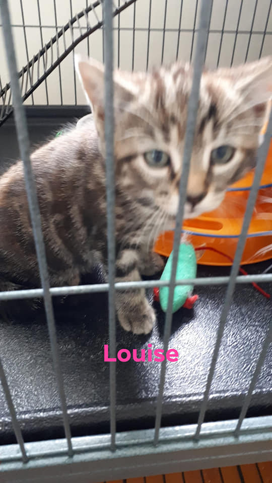 Louise, Culloden – adopted through Tantallon Veterinary Hospital