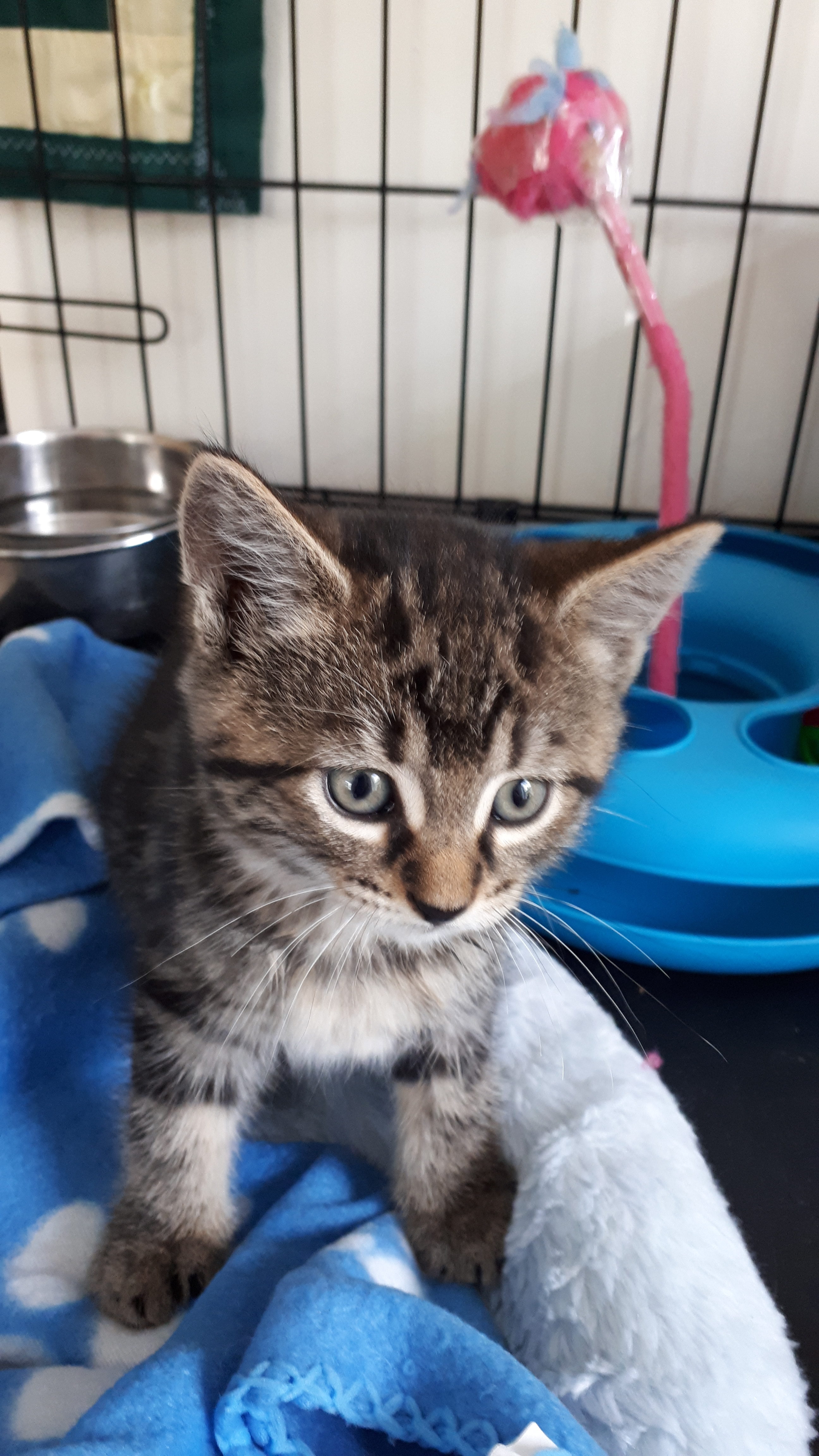 Tigress, Little River – adopted through Tantallon Veterinary Hospital