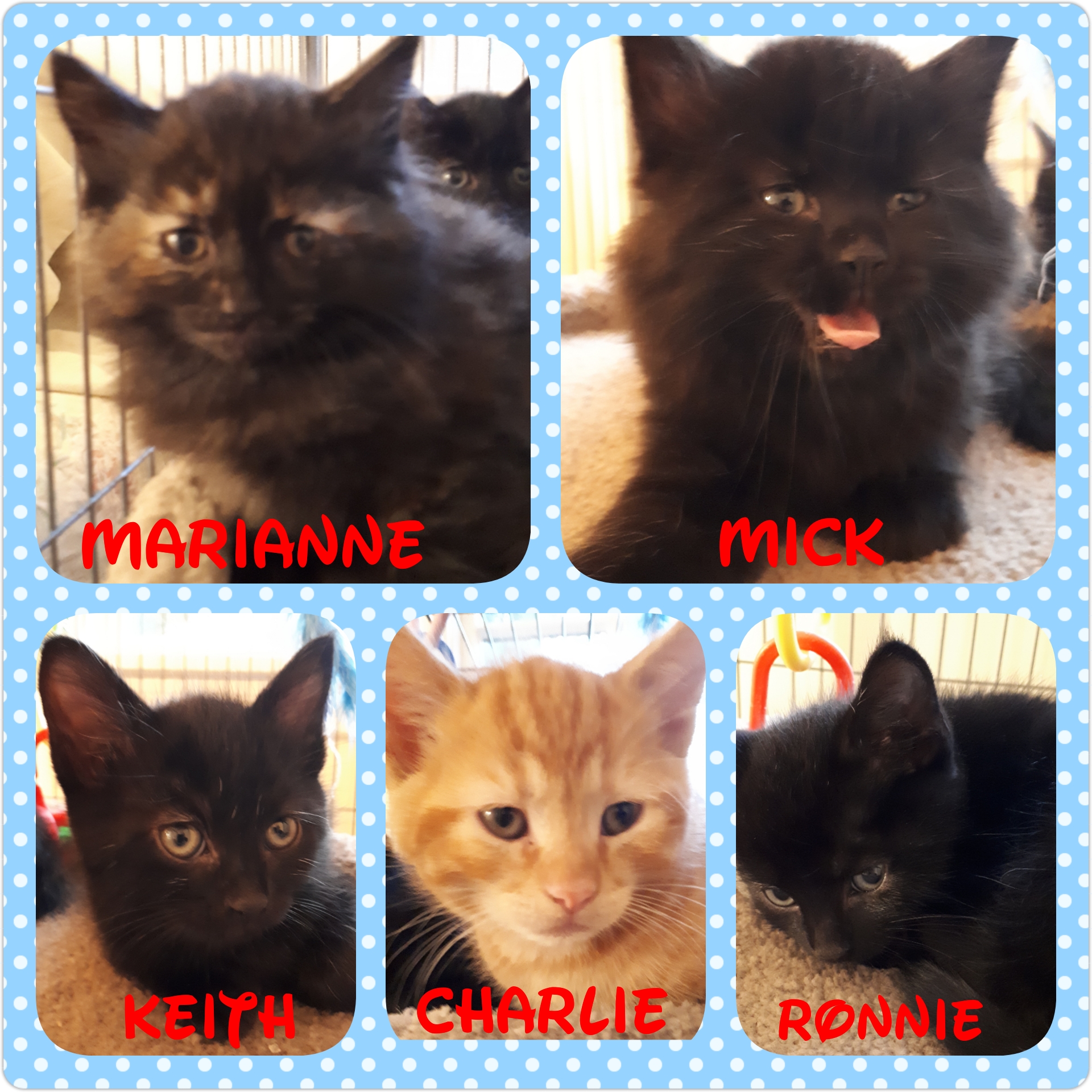 Marianne, Mick, Keith, Ronnie, Charlie, Digby – all adopted through Tantallon Veterinary Hospital