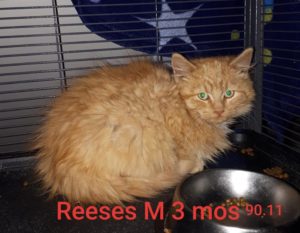 Reeses, Digby - adoption pending!