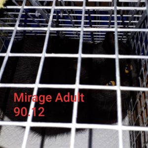 Mirage, Digby - adopted as a barn cat