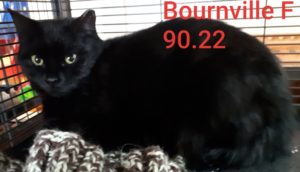 Bournville, Digby - adopted as a barn cat