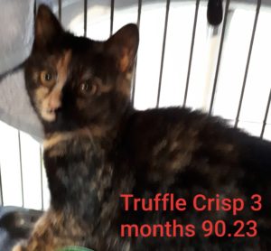 Truffle Crisp, Digby - currently in foster care