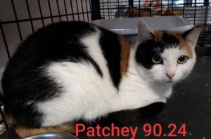 Patchey, Digby - adopted as a barn cat