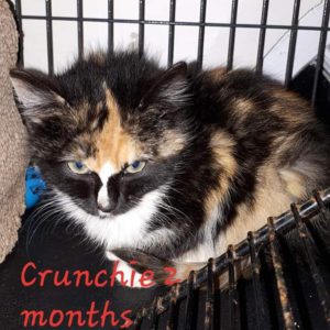 Crunchie, Digby - adopted through Tantallon