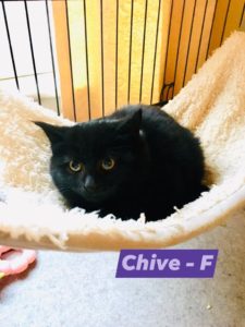 Chive, Bear River - currently in foster care