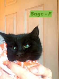 Sage, Bear River - currently in foster care