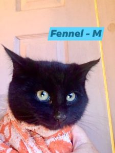 Fennel, Bear River - currently in foster care