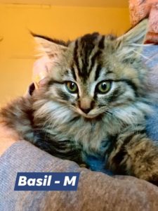 Basil, Bear River - adopted through Tantallon