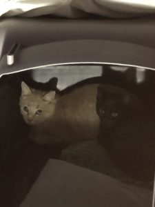 2 Kittens, Bear River - adopted as barn cats