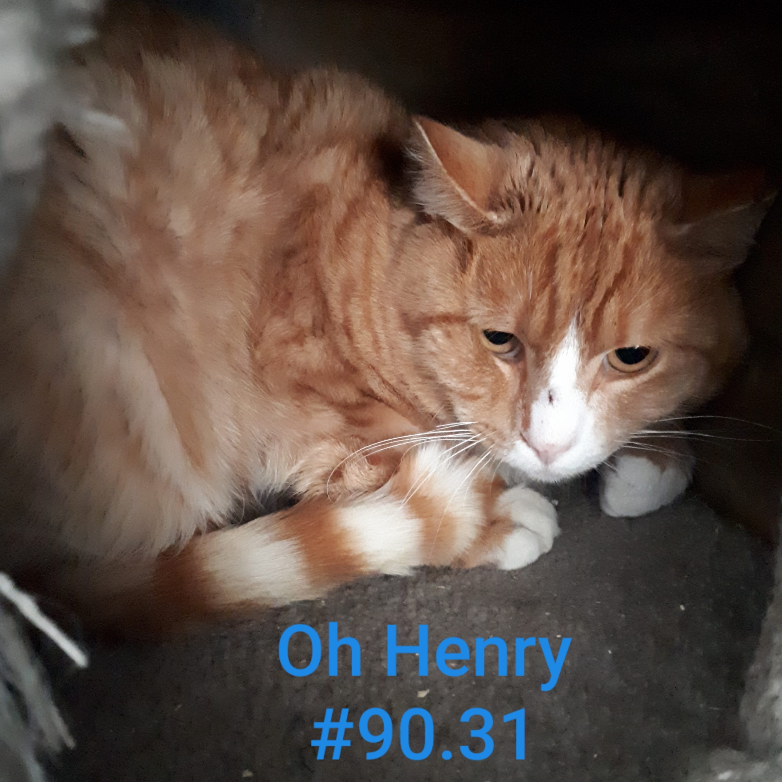 Oh Henry, Digby – currently in foster care