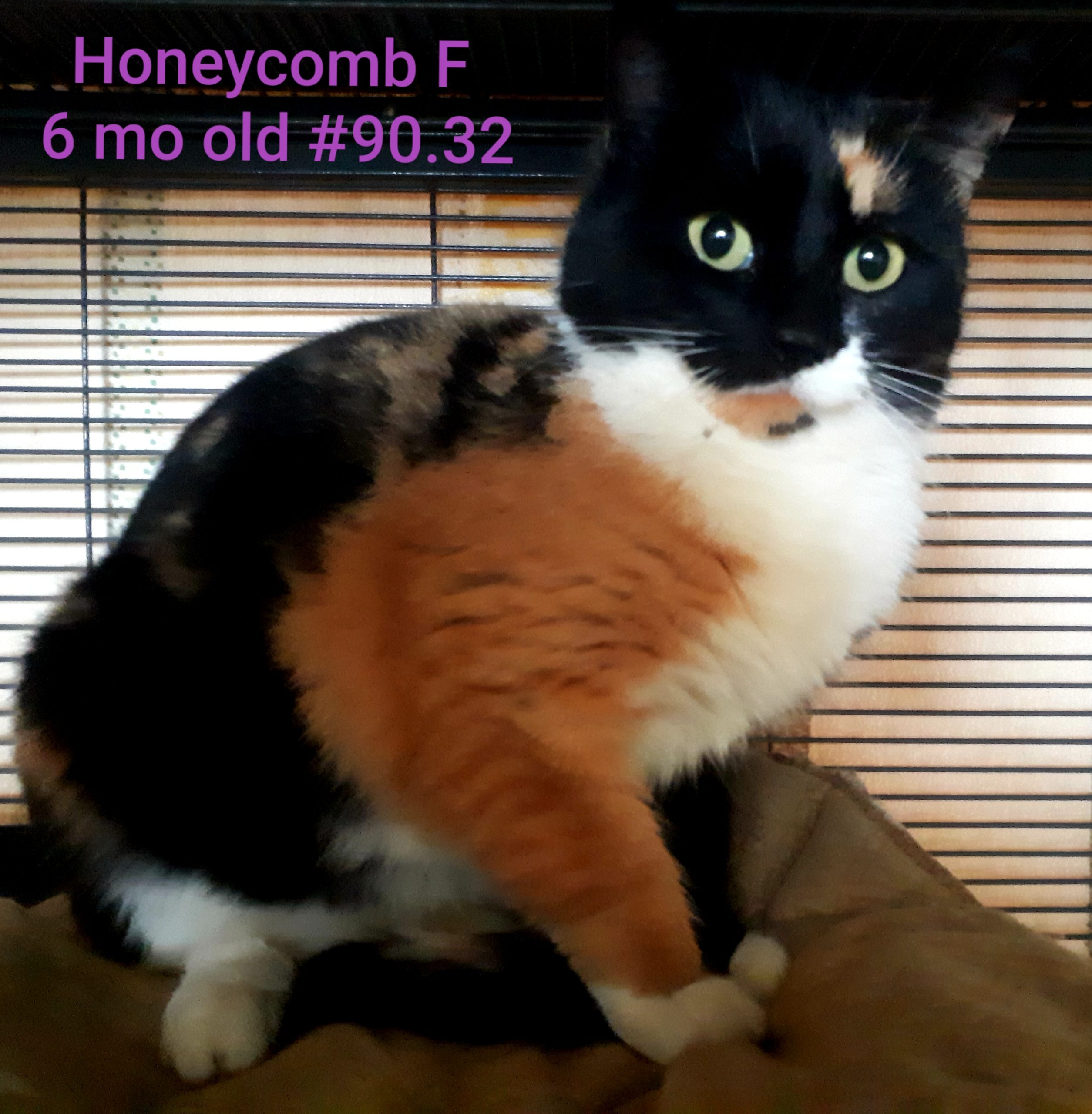 Honeycomb, Digby – currently in foster care