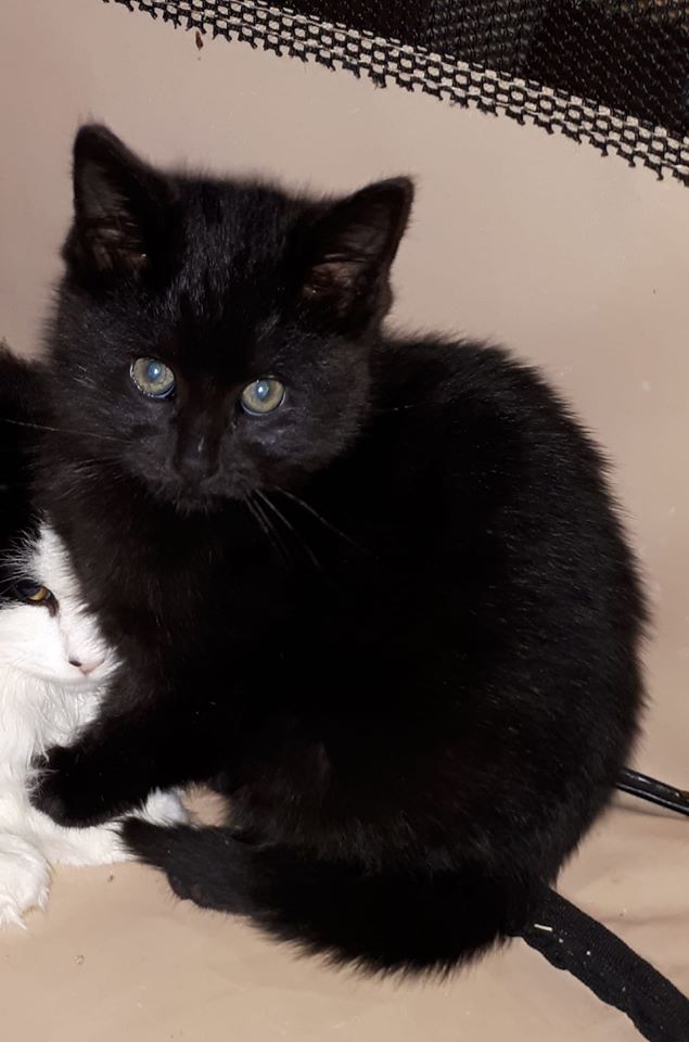 Mr Mistoffeles, Marshalltown – adopted through Tantallon