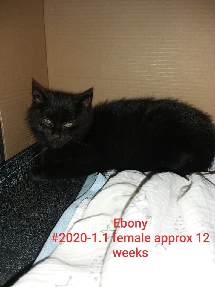 Ebony (renamed "Molly"), Plympton – adopted!