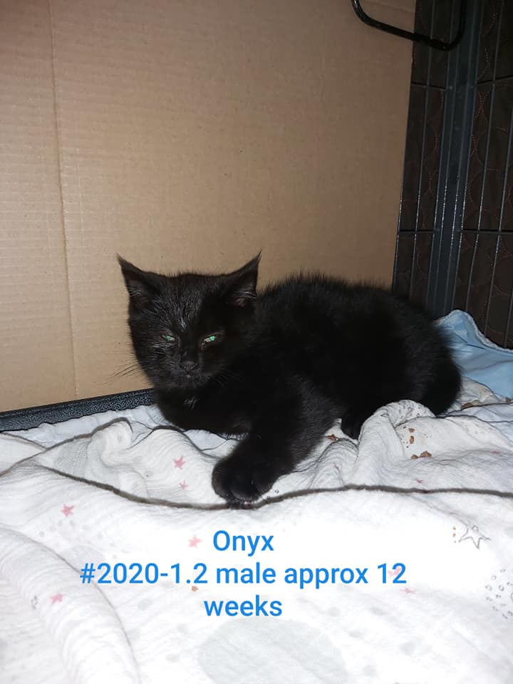 Onyx, Plympton – adopted!