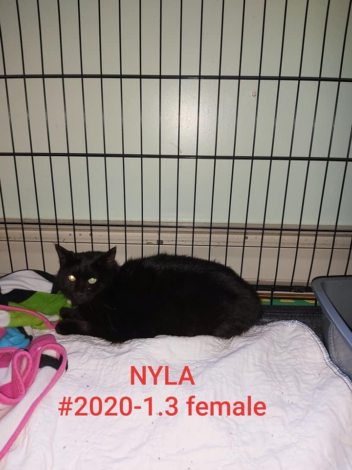 Nyla, Plympton – adopted as a barn cat