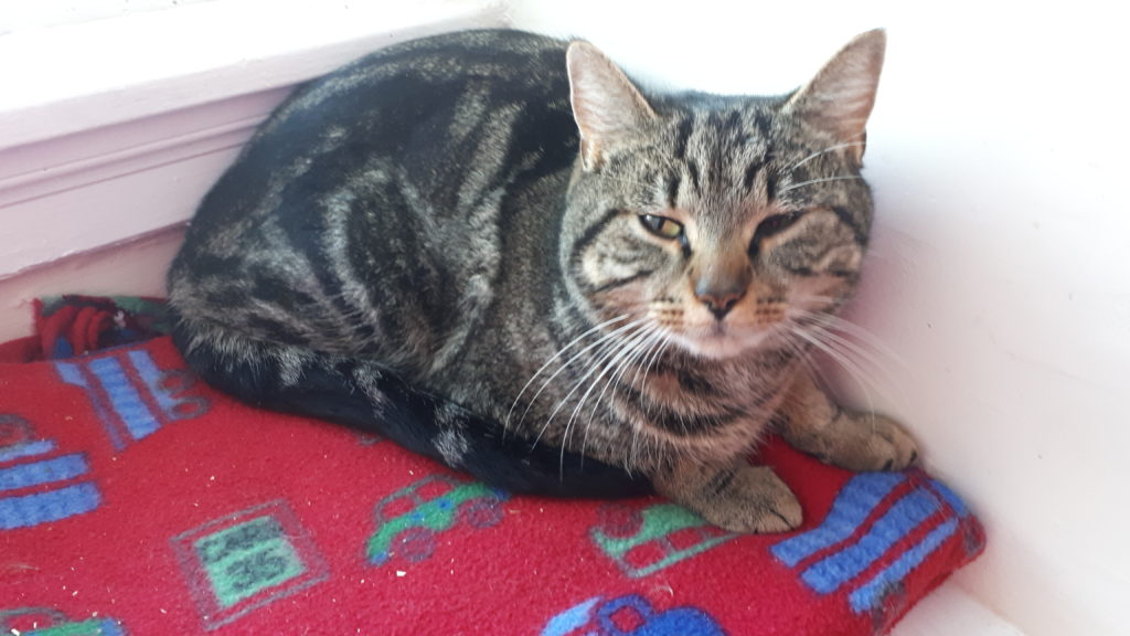 Valentino, Digby – now in the care of SPCA Yarmouth