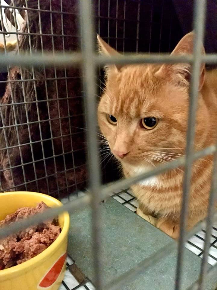 O.B. (Orange Boy), Culloden – currently in foster care